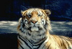 photo-avatar